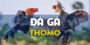 Trực tiếp đá gà Thomo tại Nohu90