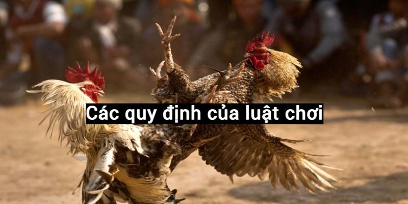 Luật chơi áp dụng cho các trận trực tiếp đá gà Thomo