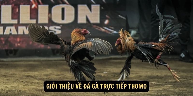 Trải nghiệm trực tiếp đá gà Thomo một cách chân thực