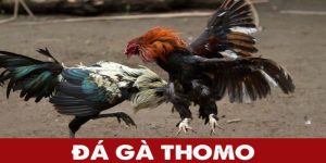 Đá gà Thomo tại Nohu90